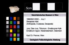 Foto (Objekt + Etikett) von Decapoda indet.  (NHMW-GEO-1990-0041-2693)